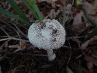 Amanita onusta image