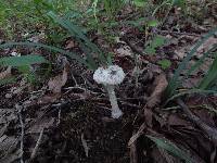 Amanita onusta image