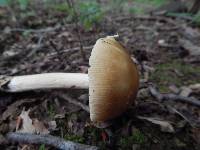 Amanita sect. Vaginatae image