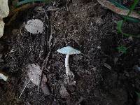 Amanita pseudovolvata image