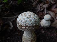 Amanita ravenelii image