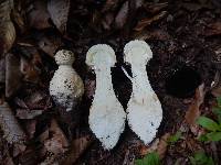 Amanita ravenelii image