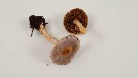Inocybe ionocephala image
