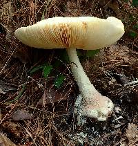 Amanita daucipes image