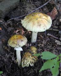 Amanita flavorubens image