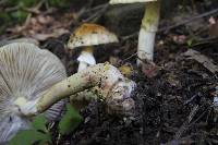 Amanita flavorubens image
