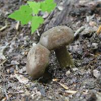 Lactarius lignyotus image