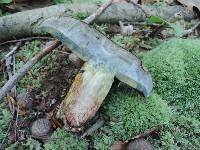 Boletus vermiculosoides image