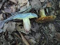 Boletus vermiculosoides image