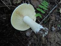 Entoloma sinuatum image