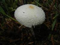 Chlorophyllum hortense image