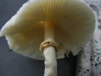 Chlorophyllum hortense image