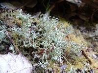 Cladonia furcata image