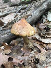 Cortinarius corrugatus image