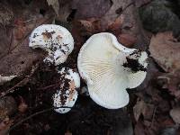 Lactarius subvellereus image