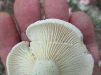 Lactarius subvellereus var. subdistans image