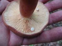 Lactarius volemus image