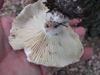 Russula dissimulans image