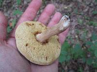 Xanthoconium affine image