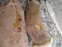 Tylopilus rubrobrunneus image