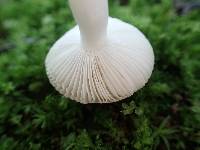 Russula kansaiensis image