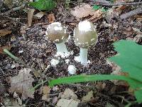 Amanita brunnescens image