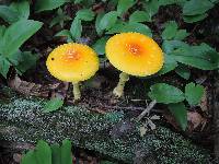 Amanita frostiana image