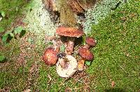 Suillus spraguei image