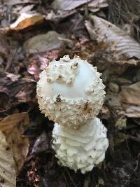 Amanita subcokeri image