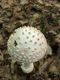 Amanita subcokeri image