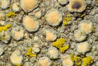 Lecanora confusa image