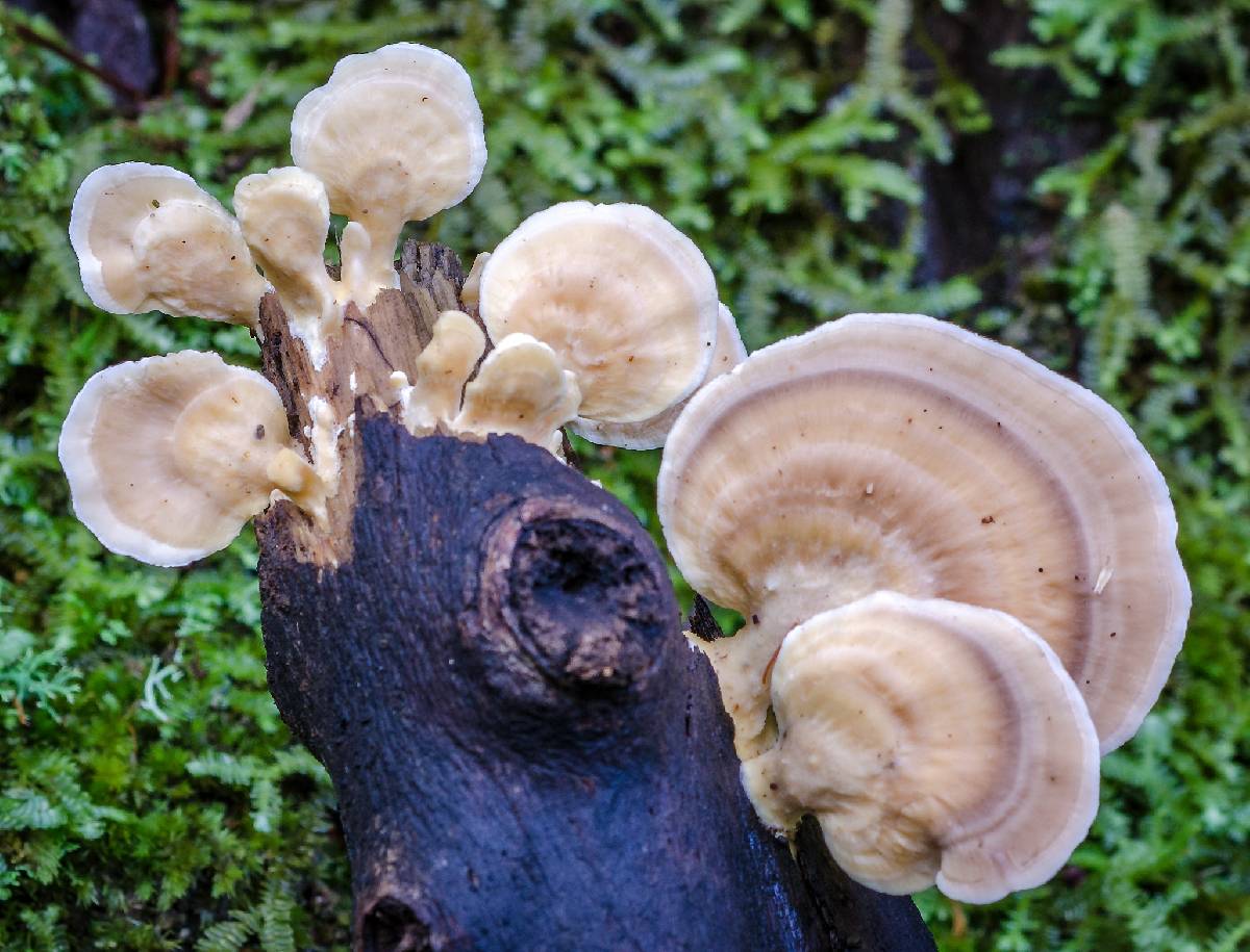 Microporus vernicipes image