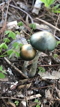 Psilocybe subaeruginosa image