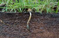 Psilocybe alutacea image