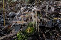 Psilocybe alutacea image