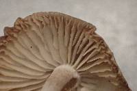 Marasmius nigrodiscus image