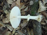 Amanita velatipes image