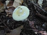 Amanita velatipes image