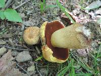 Boletus vermiculosoides image