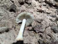 Amanita farinosa image