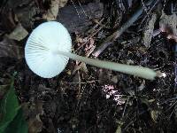 Xerula megalospora image