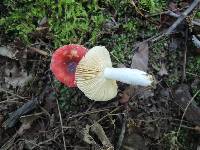 Russula nigrodisca image