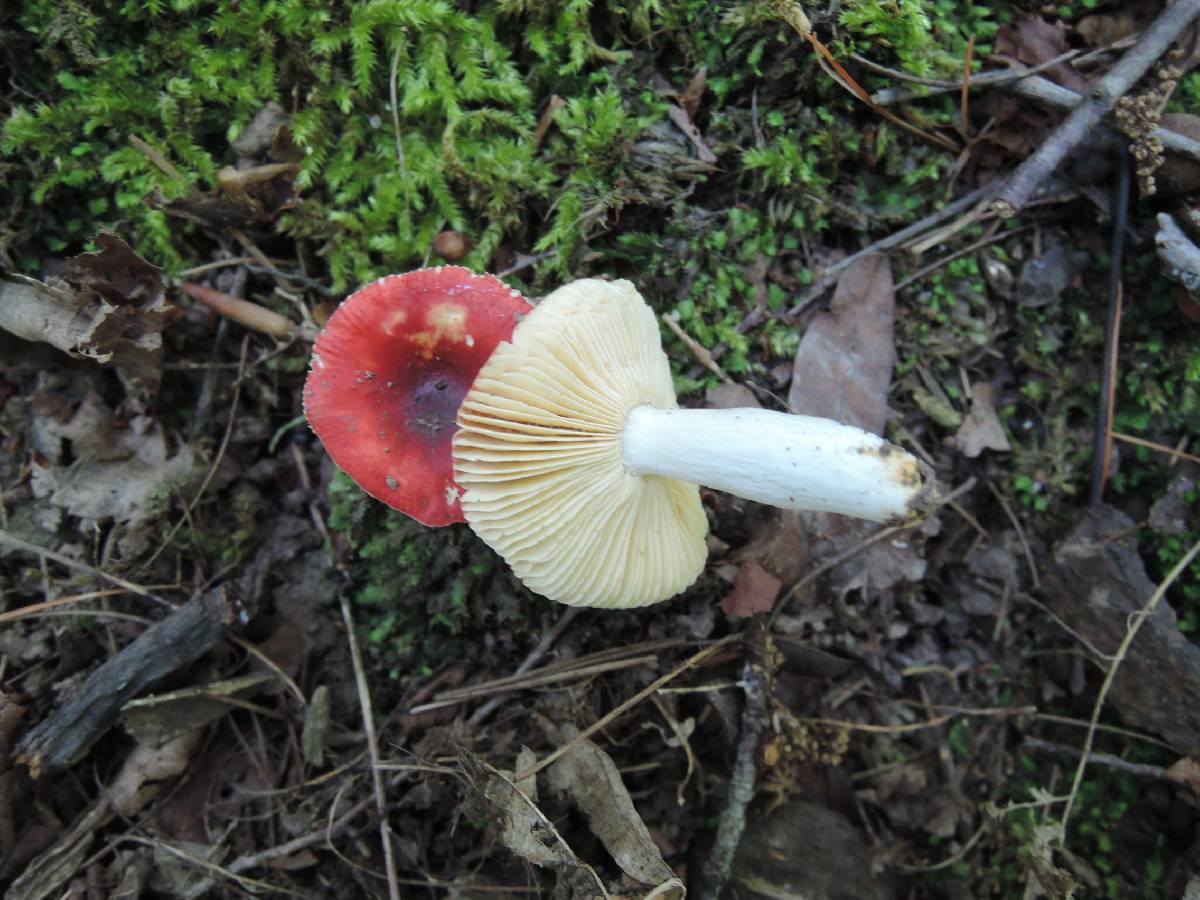 Russula nigrodisca image