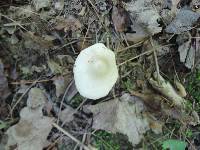 Entoloma mephiticum image