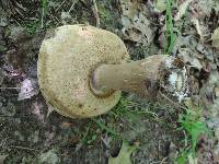 Tylopilus rubrobrunneus image