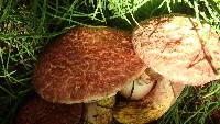 Suillus spraguei image