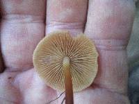 Marasmius cohaerens image