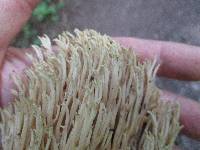 Ramaria stricta image