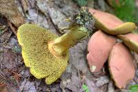 Boletus pallidoroseus image