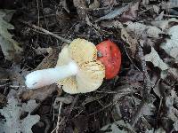 Russula borealis image